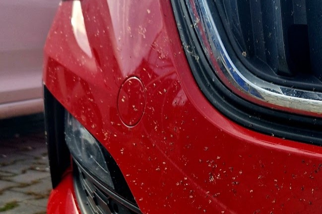 mouchy na laku 100 detailing autokozmetika beroun